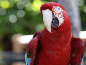 A scarlet macaw.