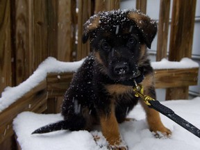 In this file photo, a German Shepherd puppy experiences snow for the first time during a snowfall January 21, 2014 in Manassas, Virginia. On Valentine's Day, many people complained about animals to bylaw.