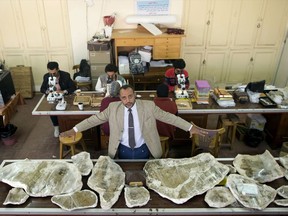In this Saturday, Feb. 3, 2018 photo, Hesham Sallam, head of Mansoura university's Center for Vertebrate Paleontology, displays bones of a Cretaceous period dinosaur in Mansoura, Egypt. Researchers from Mansoura university in the country's Nile Delta discovered a new species of long-necked herbivore, in the western desert of Egypt, which is around the size of a city bus and could be just the tip of the iceberg of other finds. Experts say the discovery is a landmark one that could shed light on a particularly obscure period of history for the African continent.