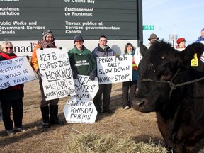 IStandard  Wishful, a holstein hereford,  owned by Jeff Peters, the vice-president of Local 316 of the National Farmers Union, stands at the entrance to Collins Bay and Frontenac Institutions Monday morning with protesters objecting to the impending closure of prison farms.