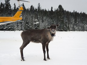 A caribou is shown after being relocated to the Slate Islands in northern Ontario in a Ministry of Natural Resources and Forestry handout photo. THE CANADIAN PRESS/HO-Ministrey of Natural Resources and Forestry MANDATORY CREDIT