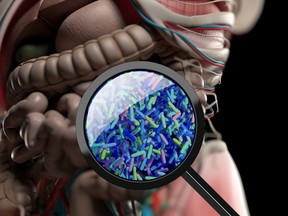 Gut bacteria, microbiome. Bacteria magnified through magnifying glass, concept, representation. 3D illustration.