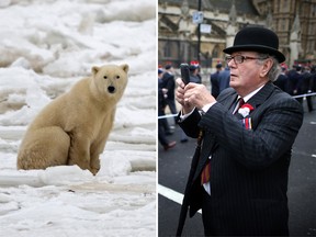 Left, a polar bear. Right, an Englishman.