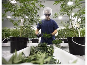 Workers produce medical marijuana at Canopy Growth Corporation's Tweed facility in Smiths Falls, Ont. The company just won a bid to operate retail cannabis stores in Manitoba.