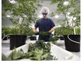 Workers produce medical marijuana at Canopy Growth Corporation's Tweed facility in Smiths Falls, Ont. The company just won a bid to operate retail cannabis stores in Manitoba.