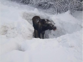 A moose that was buried upside down in a pile of snow last week near Vanderhoof, B.C. and rescued by logging truck driver Wayne Rowley, is shown in a handout photo.
