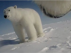 A polar bear is seen in this handout image taken from video from a camera attached to another polar bear. Researchers have attached tiny cameras to polar bears for a bear's-eye view of them hunting on the sea ice, one of a suite of high-tech tools providing what could be the closest look yet at how the iconic animals are coping with a rapidly changing Arctic.