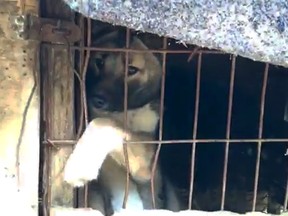 One of 80 dogs at a South Korean dog meat farm near the Winter Games, HSI says.