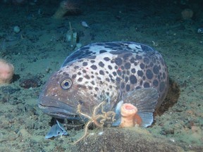 Spotted Wolffish (Anarhichas minor). Credit: Canadian Scientific Submersible Facility, DFO.