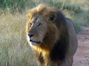 A male lion on the road in Tanzania.