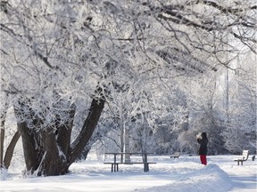 Plants have been busy through the deep freeze, silently and invisibly preparing for the approaching spring.