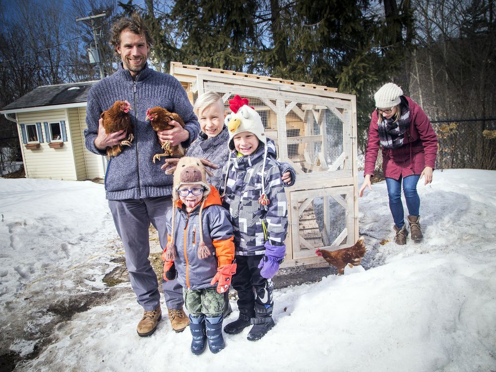 Urban chickens (banned in Ottawa) are flocking to Gatineau Ottawa Citizen