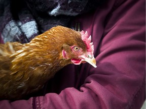 Carmen and Matthew Chase show off their three chickens their family has in the backyard of their Gatineau home Sunday March 4, 2018.