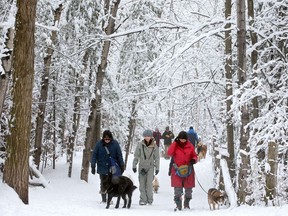 From left: Donna Dixon, Mona Murphy and Catherine Belanger said the park was like a postcard as they walked their dogs.
