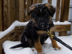 A German Shepherd puppy experiences snow for the first time. We, on the other hand, have a lot of experience with snow.