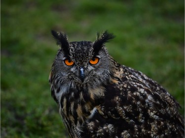 'Cracker' a European eagle owl, from the Northern Ireland school of falconry keeps a close eye as the re-enactment of Saint Patrick's first landing in Ireland takes place at Inch Abbey on March 11, 2018 in Downpatrick, Northern Ireland. The Irish annals for the fifth century date Patrick's arrival in Ireland in the year 432. The patron saint of Ireland's remains are believed to be buried nearby at Down Cathedral. Saint Patrick's Day is celebrated on the 17th of March.