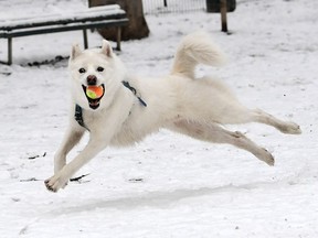 A dog called "Guilbert" catches a ball as he runs through snow.