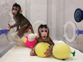 This photo from the Chinese Academy of Sciences Institute of Neuroscience shows monkey clones "Zhong Zhong" (L) and "Hua Hua" at a research institution in Suzhou in China's Jiangsu province. Scientists in China have created the first monkeys cloned by the same process that produced Dolly the sheep more than 20 years ago.