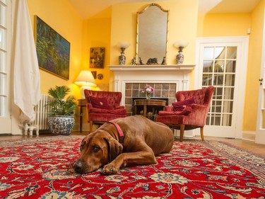 At home with architect Sarah Murray and her 100-year-old cottage in Rockcliffe.  Her two dogs are Rhodesian Ridgebacks named Roo and Guinness.