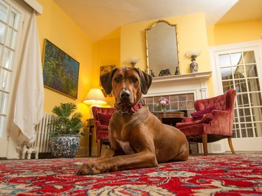 At home with architect Sarah Murray and her 100-year-old cottage in Rockcliffe.  Her two dogs are Rhodesian Ridgebacks named Roo and Guinness.