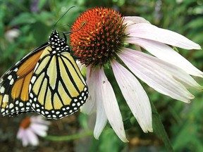 In this July 22, 2004, file photo, a monarch butterfly relaxes on a flower in the butterfly pavilion at the Elkton Community Education Center in Elkton, Ore. Scientists on Monday said the number of Monarch Butterflies which will start their annual, 5000-kilometre migration north to end up in Canadian gardens and wild flower patches this summer is down sharply thanks to extreme weather last fall.