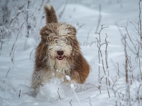 A dog of the breed Bearded Collie runs through the snow.