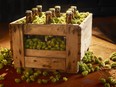 Researchers have created a genetically modified version of hops, an important ingredient in beer.