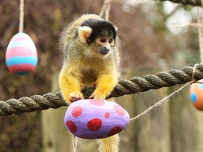 Lemurs and squirrel monkeys hunt for their colourful papier mache eggs hanging all over their enclosure, filled with tasty snacks. Where: London, United Kingdom