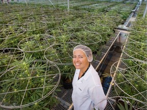 Agnes Kwasniewska, master grower, in the main greenhouse at Hydropothecary, a medical marijuana plant in Masson-Angers, Quebec.