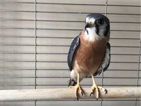 Indigo is an American Kestrel that serves as an educational ambassador in the resource centre of the Ottawa Valley Wild Bird Care Centre in Ottawa. For the welfare of the birds, as of April 1, 2018, public visiting hours will no longer be permitted in the Centre's hospital area. March 29,2018. Errol McGihon/Postmedia