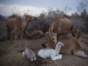 In this Friday, Feb. 9, 2018 photo, camels rest at the night camp after grazing all day in the open field at the territory of Israeli Kibbutz Kalya, near the Dead Sea in the West Bank. For three months a year, in the winter time Bedouin Arab herders take their 130 camels to graze on the shores of the Dead Sea, at the lowest place on Earth.