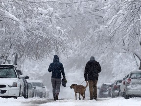 A couple walks their dog beneath snow-covered trees .