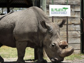 FILE - In this Wednesday, May 3, 2017, file photo, Sudan, the world's last male northern white rhino, is photographed at the Ol Pejeta Conservancy in Laikipia county in Kenya. Researchers say Sudan has died after "age-related complications." A statement from the Ol Pejeta Conservancy in Kenya says the 45-year-old rhino was euthanized Monday, March 19, 2018, after his condition "worsened significantly" and he was no longer able to stand.