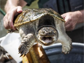 A snapping turtle.