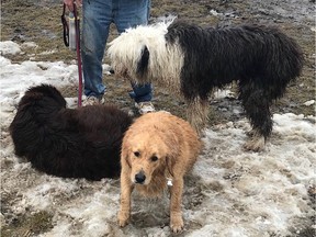 Soggy but safe, three dogs after they were rescued from the chilly Rideau River Thursday.