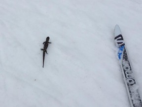 Patrick Scott
of the Fresh Air Experience in Wellington West spotted what nature-lovers have identified as a yellow-spotted salamander while  skiing on the Fortune Lake Parkway Wednesday.