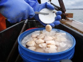 FILE - In this Saturday, Dec. 17, 2011, file photo, scallop meat is shucked at sea off Harpswell, Maine.  Scallop prices could plunge in 2018 because fishermen are on track to harvest a high number and imports are up.