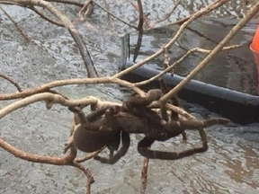 Andrea Gofton rescued a giant Australian tarantula called the bird-eating spider