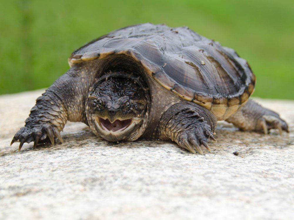 Turtles' road to parenthood is paved with good intentions | Ottawa Citizen