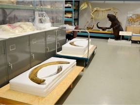 The tusks among the museum's Quaternary (Ice Age) collections.