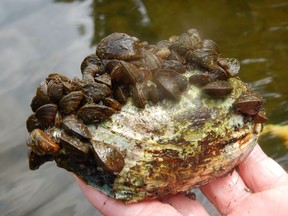 This illustrates how zebra mussels encrust native mussels (the large shell) and eventually kill the native ones. This was found at Manotick in the Rideau River. Image: André Martel © Canadian Museum of Nature