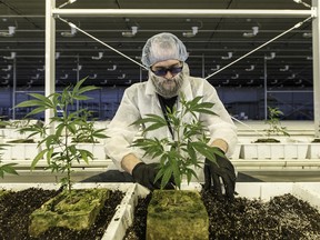 An employee tends to marijuana plants at the Aurora Cannabis Inc. facility in Edmonton, Alberta.