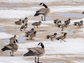 Canada geese are in just as much of a political flap as the rest of us these days.