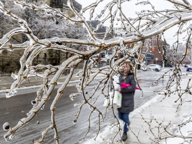 A woman walks past an ice covered tree branch on Lisgar Street in Ottawa. April 16,2018. Errol McGihon/Postmedia