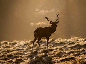 A stag deer stands on frost-covered grass.
