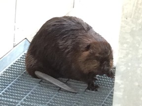 One of a pair of apparently lost beavers spotted at Ottawa airport by alert Tweeter Stephanie Shanks