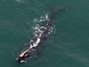 A right whale is shown in a a Center for Coastal Studies handout photo.