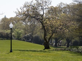 This Saturday, April 28, 2018, photo shows an empty area where a tree was planted by President Donald Trump and French President Emmanuel Macron during a tree planting ceremony is seen through the media van window on the South Lawn of the White House in Washington, Saturday, April 28, 2018. The young ceremonial tree was planted next to the light pole.