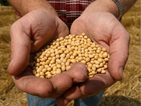 Monsanto Soy Bean seeds.