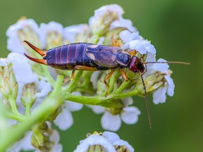 Trying to eliminate pests in your garden? From grubs to earwigs, there are commercial and homemade solutions to keep the most common garden pests away from your plants.